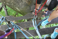 looking down from wingnutscanopy 
 - Costa Rica