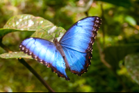 Blue Butterfly Perched On A Leaf Waterfallgardens
 - Costa Rica