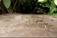 Juvenile Green Iguanas Walking On The Sand Tortuguero
 - Costa Rica