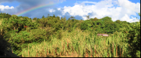 trapiche tour sugar cane field 
 - Costa Rica