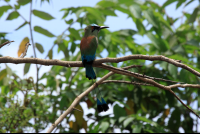 crocodile safari tour motmot 
 - Costa Rica