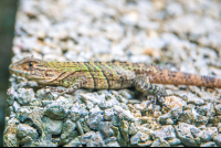 Manuel Antonio National Park Tour Lizard
 - Costa Rica