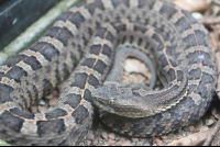        moneverde serpentarium snake closeup 
  - Costa Rica