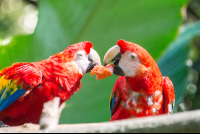        scarlet macaw parque simon bolivar san jose 
  - Costa Rica