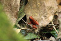        Gandoca Manzanillo Wildlife Refuge Strawberry Poison Dart Frog
  - Costa Rica