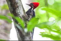        Lineated Woodpecker Curu
  - Costa Rica