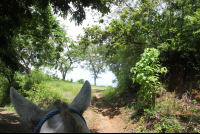 horsehead on pathway puntaislita 
 - Costa Rica