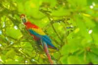 scarlet macaw aguila de osa drake bay 
 - Costa Rica