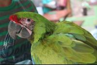 great green side stare
 - Costa Rica