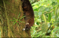 selvetura coati 
 - Costa Rica