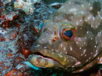        fish underwater 
  - Costa Rica