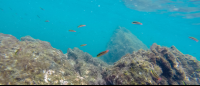 cortez rainbow wrasse school tortuga 
 - Costa Rica