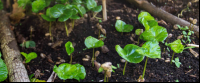        monteverde coffee farm coffe seedlings 
  - Costa Rica