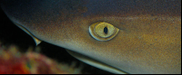        white tip reef shark up close 
  - Costa Rica