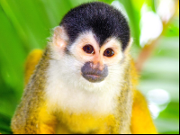 Squirrel Monkey Face Closeup
 - Costa Rica