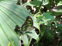        Gandoca Manzanillo Wildlife Refuge Butteryfly
  - Costa Rica