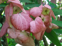        Pink Flowers
  - Costa Rica