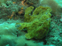        fish underwater 
  - Costa Rica