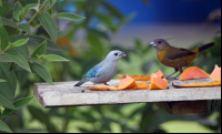 Hotel Gavilan Feeding the Birds
 - Costa Rica