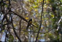 bird at nosara reserve 
 - Costa Rica