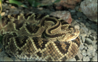        rainforest adventures tropical rattlesnake 
  - Costa Rica