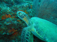 Pacific Green Sea Turtle
 - Costa Rica