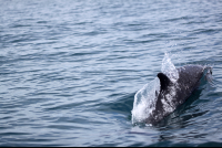 dominical surf dive snorkel dolphin 
 - Costa Rica