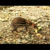 osa animal sanctuary tour page paca 
 - Costa Rica