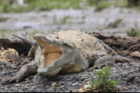        crocodile safari tour american croc 
  - Costa Rica