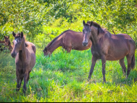 Horses Running Wild At Rancho Tropical
 - Costa Rica