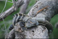 garrobo iguana
 - Costa Rica