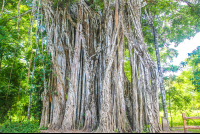 Cabuya Strangler Fig Tree Trunk View
 - Costa Rica