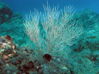        coral underwater 
  - Costa Rica