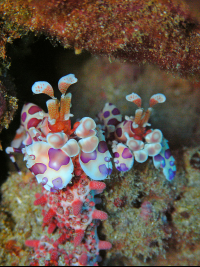        lobster underwater 
  - Costa Rica