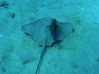 ray underwater 
 - Costa Rica