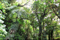        monetverde cloud forest reserve canopy 
  - Costa Rica