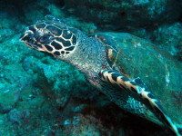        sea turtle underwater 
  - Costa Rica