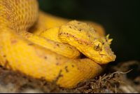 yellow pit viper monteverde 
 - Costa Rica