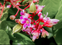 Starfruit Flowers Finca Kobo Chocolate Tour
 - Costa Rica