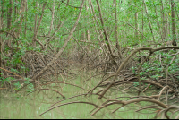        damas mangroves quepos 
  - Costa Rica