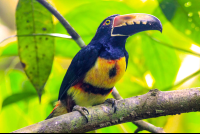 Pachira Lodge Collared Aracari Tortuguero
 - Costa Rica