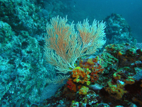        coral cano island 
  - Costa Rica