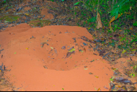 Leaf Cutter Ant Home In Los Patos Trail
 - Costa Rica