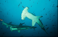 Hammerhead Sharks
 - Costa Rica