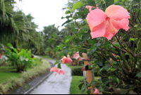 hotel lavas tacotal pathways 
 - Costa Rica