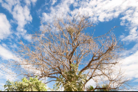 Tree In Curu
 - Costa Rica