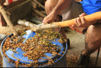 villa vanilla farm harvesting cinnamon 
 - Costa Rica