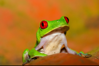 red eye green tree frog playa nicueza 
 - Costa Rica