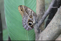        Owl Butterfly On A Branch
  - Costa Rica