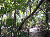 manuel antonio national park attraction beach trail monkey 
 - Costa Rica